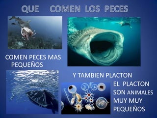 COMEN PECES MAS
PEQUEÑOS
Y TAMBIEN PLACTON
EL PLACTON
SON ANIMALES
MUY MUY
PEQUEÑOS

 