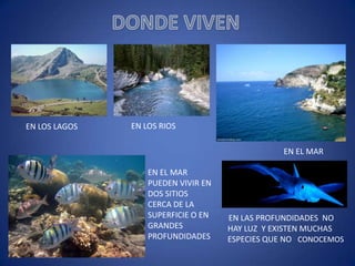 EN LOS LAGOS

EN LOS RIOS
EN EL MAR

EN EL MAR
PUEDEN VIVIR EN
DOS SITIOS
CERCA DE LA
SUPERFICIE O EN
GRANDES
PROFUNDIDADES

EN LAS PROFUNDIDADES NO
HAY LUZ Y EXISTEN MUCHAS
ESPECIES QUE NO CONOCEMOS

 