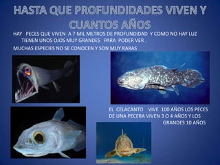 HAY PECES QUE VIVEN A 7 MIL METROS DE PROFUNDIDAD Y COMO NO HAY LUZ
TIENEN UNOS OJOS MUY GRANDES PARA PODER VER .
MUCHAS ESPECIES NO SE CONOCEN Y SON MUY RARAS

EL CELACANTO VIVE 100 AÑOS LOS PECES
DE UNA PECERA VIVEN 3 O 4 AÑOS Y LOS
GRANDES 10 AÑOS

 
