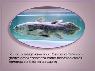 Los sarcopterigios son una clase de vertebrados
gnatóstomos conocidos como peces de aletas
carnosas o de aletas lobuladas
 