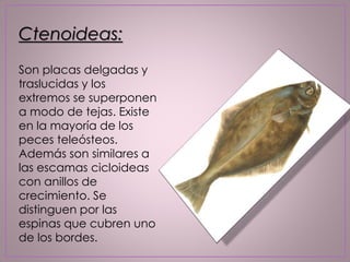 Ctenoideas:
Son placas delgadas y
traslucidas y los
extremos se superponen
a modo de tejas. Existe
en la mayoría de los
peces teleósteos.
Además son similares a
las escamas cicloideas
con anillos de
crecimiento. Se
distinguen por las
espinas que cubren uno
de los bordes.
 