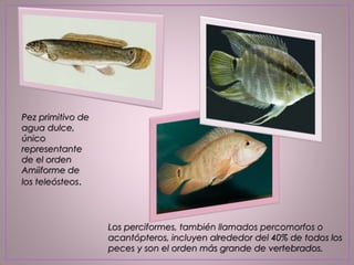 Pez primitivo de
agua dulce,
único
representante
de el orden
Amiiforme de
los teleósteos.
Los perciformes, también llamados percomorfos o
acantópteros, incluyen alrededor del 40% de todos los
peces y son el orden más grande de vertebrados.
 