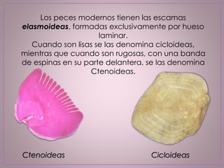Los peces modernos tienen las escamas
elasmoideas, formadas exclusivamente por hueso
laminar.
Cuando son lisas se las denomina cicloideas,
mientras que cuando son rugosas, con una banda
de espinas en su parte delantera, se las denomina
Ctenoideas.
Ctenoideas Cicloideas
 