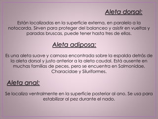 Aleta dorsal:
Están localizadas en la superficie externa, en paralelo a la
notocorda. Sirven para proteger del balanceo y asistir en vueltas y
paradas bruscas, puede tener hasta tres de ellas.
Aleta adiposa:
Es una aleta suave y carnosa encontrada sobre la espalda detrás de
la aleta dorsal y justo anterior a la aleta caudal. Está ausente en
muchas familias de peces, pero se encuentra en Salmonidae,
Characidae y Siluriformes.
Aleta anal:
Se localiza ventralmente en la superficie posterior al ano. Se usa para
estabilizar al pez durante el nado.
 