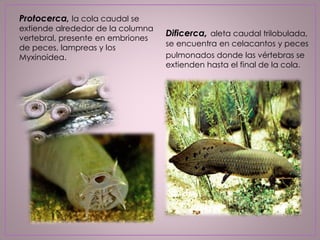 Protocerca, la cola caudal se
extiende alrededor de la columna
vertebral, presente en embriones
de peces, lampreas y los
Myxinoidea.
Dificerca, aleta caudal trilobulada,
se encuentra en celacantos y peces
pulmonados donde las vértebras se
extienden hasta el final de la cola.
 