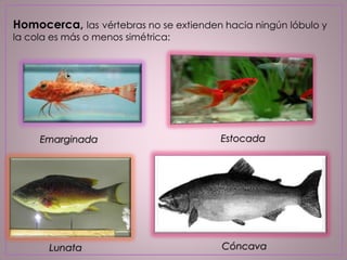 Homocerca, las vértebras no se extienden hacia ningún lóbulo y
la cola es más o menos simétrica:
Emarginada Estocada
Lunata Cóncava
 
