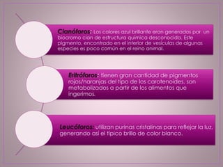 Cianóforos: Los colores azul brillante eran generados por un
biocromo cian de estructura química desconocida. Este
pigmento, encontrado en el interior de vesículas de algunas
especies es poco común en el reino animal.
Eritróforos: tienen gran cantidad de pigmentos
rojos/naranjas del tipo de los carotenoides, son
metabolizados a partir de los alimentos que
ingerimos.
Leucóforos: utilizan purinas cristalinas para reflejar la luz,
generando así el típico brillo de color blanco.
 