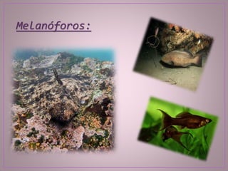 Melanóforos:
 