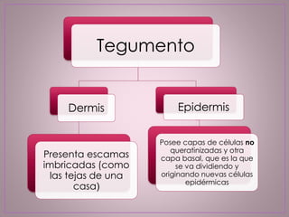Tegumento
Dermis
Presenta escamas
imbricadas (como
las tejas de una
casa)
Epidermis
Posee capas de células no
queratinizadas y otra
capa basal, que es la que
se va dividiendo y
originando nuevas células
epidérmicas
 