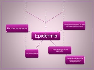 Epidermis
S
e
g
r
e
g
a
M
o
c
o
i
ó
n
d
e
p
a
r
á
s
i
t
o
s
s
o
b
r
e
e
l
a
n
i
m
a
l
.
e
n
c
i
a
d
e
b
i
d
a
a
l
r
o
z
a
m
i
e
n
t
o
c
o
n
e
l
a
g
u
a
Eficaz protección contra las más
diversas sustancias tóxicas
Fina y Transparente
Recubre las escamas
Compuesta por células
aplanadas
La capa más profunda
esta en constante
multiplicación
 