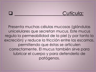 Presenta muchas células mucosas (glándulas
unicelulares que secretan mucus. Este mucus
regula la permeabilidad de la piel (y por tanto la
excreción) y reduce la fricción entre las escamas,
permitiendo que éstas se articulen
correctamente. El mucus también sirve para
lubricar el cuerpo y para defenderlo de
patógenos.
 Cutícula:
 
