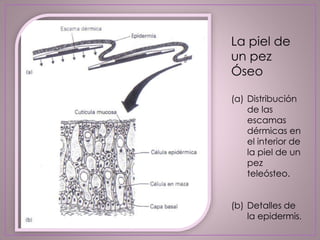 La piel de
un pez
Óseo
(a) Distribución
de las
escamas
dérmicas en
el interior de
la piel de un
pez
teleósteo.
(b) Detalles de
la epidermis.
 