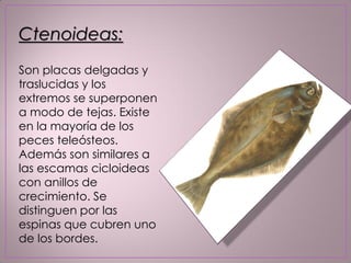 Ctenoideas:
Son placas delgadas y
traslucidas y los
extremos se superponen
a modo de tejas. Existe
en la mayoría de los
peces teleósteos.
Además son similares a
las escamas cicloideas
con anillos de
crecimiento. Se
distinguen por las
espinas que cubren uno
de los bordes.
 