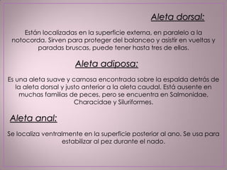 Aleta dorsal:
Están localizadas en la superficie externa, en paralelo a la
notocorda. Sirven para proteger del balanceo y asistir en vueltas y
paradas bruscas, puede tener hasta tres de ellas.
Aleta adiposa:
Es una aleta suave y carnosa encontrada sobre la espalda detrás de
la aleta dorsal y justo anterior a la aleta caudal. Está ausente en
muchas familias de peces, pero se encuentra en Salmonidae,
Characidae y Siluriformes.
Aleta anal:
Se localiza ventralmente en la superficie posterior al ano. Se usa para
estabilizar al pez durante el nado.
 