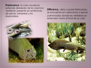 Protocerca, la cola caudal se
extiende alrededor de la columna
vertebral, presente en embriones
de peces, lampreas y los
Myxinoidea.
Dificerca, aleta caudal trilobulada,
se encuentra en celacantos y peces
pulmonados donde las vértebras se
extienden hasta el final de la cola.
 