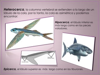 Epicerca, el lóbulo superior es más largo como en los tiburones.
Hipocerca, el lóbulo inferior es
más largo como en los peces
voladores.
Heterocerca, la columna vertebral se extienden a lo largo de un
lóbulo de la cola, por lo tanto, la cola es asimétrica y podemos
encontrar:
 