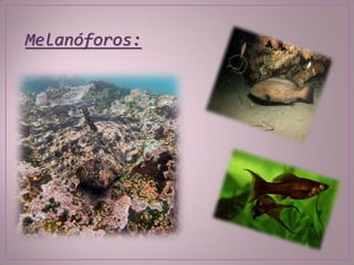 Melanóforos:
 