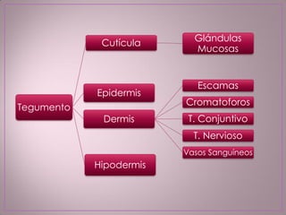 Tegumento
Cutícula Glándulas
Mucosas
Epidermis
Dermis
Escamas
Cromatoforos
T. Conjuntivo
T. Nervioso
Vasos Sanguíneos
Hipodermis
 