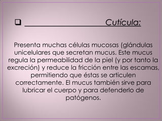 Presenta muchas células mucosas (glándulas
unicelulares que secretan mucus. Este mucus
regula la permeabilidad de la piel (y por tanto la
excreción) y reduce la fricción entre las escamas,
permitiendo que éstas se articulen
correctamente. El mucus también sirve para
lubricar el cuerpo y para defenderlo de
patógenos.
 Cutícula:
 