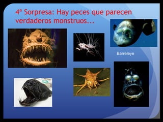 4ª Sorpresa: Hay peces que parecen
verdaderos monstruos...
Barreleye
 