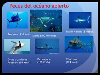 Peces del océano abierto
Marlin Rallado (3 metros)
Pez Vela 110 Km/h
Orcas o „ballenas
Asesinas“ (55 Km/h)
Tiburones
(124 Km/h)
Pez espada
(120 Km/h)
Manta (100 km/hora)
 