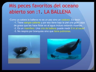 Mis peces favoritos del oceano
abierto son :1. LA BALLENA
-Como ya sabeis la ballena no es un pez sino un cetáceo. Es decir:
-1. Tiene sangre caliente y por eso tiene bajo la piel una gran capa
de grasa que las hace flotar en el agua incluso estando muertas.
-2. Es un mamífero: Una cría de ballena puede medir 8 m al nacer!
-3. No respira por branquias sino que tiene pulmones.
 