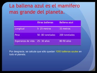 La ballena azul es el mamifero
mas grande del planeta.
Por desgracia, se calcula que sólo quedan 1000 ballenas azules en
todo el planeta.
 