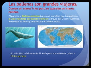 Las ballenas son grandes viajeras:
Comen en mares fríos pero se aparean en mares
cálidos.
Al parecer la Ballena Jorobada ha sido el mamífero que ha realizado
el viaje más largo del planeta: 9.800 km a través del Océano Atlántico,
alrrededor de Africa y también por el océano Indico.
Su velocidad máxima es de 27 km/h pero normalmente „viaja“ a
15 Km por hora.
 