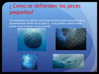 ¿ Como se defienden los peces
pequeños?
Una estrategia de defensa que tienen muchos peces pequeños es la
de permanecer dentro de un grupo y , si es posible, parecer todos
juntos como si fuesen un pez grande!
 