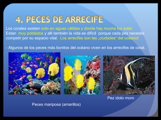Los corales existen solo en aguas cálidas y donde hay mucha luz solar.
Estan muy poblados y alli también la vida es difícil porque cada pez necesita
competir por su espacio vital. Los arrecifes son las „ciudades“ del océano!
- Algunos de los peces más bonitos del océano viven en los arrecifes de coral.
Pez idolo moro
Peces mariposa (amarillos)
 
