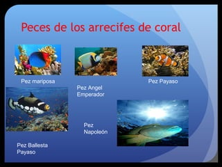 Peces de los arrecifes de coral
Pez Angel
Emperador
Pez Payaso
Pez Ballesta
Payaso
Pez
Napoleón
Pez mariposa
 