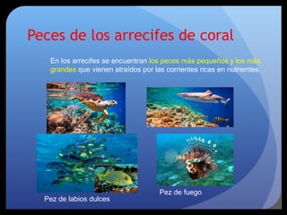 Peces de los arrecifes de coral
En los arrecifes se encuentran los peces más pequeños y los más
grandes que vienen atraídos por las corrientes ricas en nutrientes.
Pez de labios dulces
Pez de fuego
 