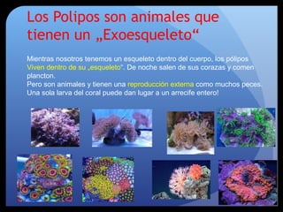 Los Polipos son animales que
tienen un „Exoesqueleto“
Mientras nosotros tenemos un esqueleto dentro del cuerpo, los pólipos
Viven dentro de su „esqueleto“. De noche salen de sus corazas y comen
plancton.
Pero son animales y tienen una reproducción externa como muchos peces.
Una sola larva del coral puede dan lugar a un arrecife entero!
 