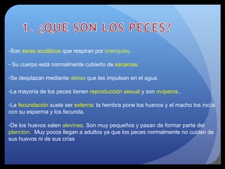 -Son seres acuáticos que respiran por branquias.
- Su cuerpo está normalmente cubierto de escamas.
-Se desplazan mediante aletas que les impulsan en el agua.
-La mayoría de los peces tienen reproducción sexual y son ovíparos..
-La fecundación suele ser externa: la hembra pone los huevos y el macho los rocía
con su esperma y los fecunda.
-De los huevos salen alevines. Son muy pequeños y pasan de formar parte del
plancton. Muy pocos llegan a adultos ya que los peces normalmente no cuidan de
sus huevos ni de sus crías
 