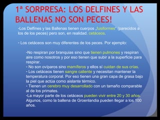 1ª SORPRESA: LOS DELFINES Y LAS
BALLENAS NO SON PECES!
-Los Delfines y las Ballenas tienen cuerpos „fusiformes“ (parecidos a
los de los peces) pero son, en realidad, cetáceos.
- Los cetáceos son muy diferentes de los peces. Por ejemplo:
-No respiran por branquias sino que tienen pulmones y respiran
aire como nosotros y por eso tienen que subir a la superficie para
respirar.
- No son ovíparos sino mamíferos y ellos sí cuidan de sus crías.
- Los cetáceos tienen sangre caliente y necesitan mantener la
temperatura corporal. Por eso tienen una gran capa de grasa bajo
la piel que actúa como aislante térmico.
- Tienen un cerebro muy desarrollado con un tamaño comparable
al de los primates.
-La mayor parte de los cetáceos pueden vivir entre 20 y 30 años.
Algunos, como la ballena de Groenlandia pueden llegar a los 100
años.
 