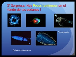 2ª Sorpresa: Hay Peces luminosos en el
fondo de los océanos !
Pez pescador
Calamar fluorescente
 