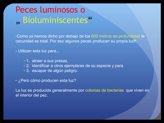 Peces luminosos o
„ Bioluminiscentes“
-Como ya hemos dicho por debajo de los 600 metros de profundidad la
oscuridad es total. Por eso algunos peces producen su propia luz!!
- Utilizan esta luz para...
- 1. atraer a sus presas,
- 2. identificar a otros ejemplares de su especie y para
- 3. escapar de algún peligro.
- ¿Pero cómo producen esta luz?
La luz es producida generalmente por colonias de bacterias que viven en
el interior del pez.
 