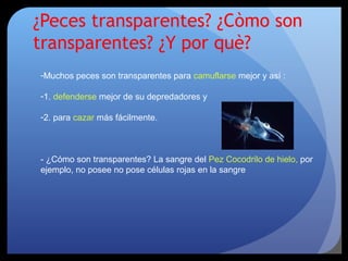 ¿Peces transparentes? ¿Còmo son
transparentes? ¿Y por què?
-Muchos peces son transparentes para camuflarse mejor y así :
-1. defenderse mejor de su depredadores y
-2. para cazar más fácilmente.
- ¿Cómo son transparentes? La sangre del Pez Cocodrilo de hielo, por
ejemplo, no posee no pose células rojas en la sangre
 