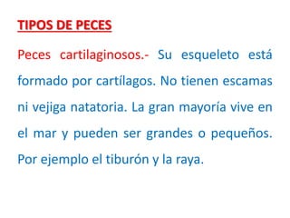 TIPOS DE PECES
Peces cartilaginosos.- Su esqueleto está
formado por cartílagos. No tienen escamas
ni vejiga natatoria. La gran mayoría vive en
el mar y pueden ser grandes o pequeños.
Por ejemplo el tiburón y la raya.