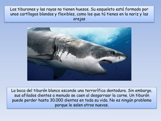 Los tiburones y las rayas no tienen huesos. Su esqueleto está formado por
unos cartílagos blandos y flexibles, como los que tú tienes en la nariz y las
orejas
La boca del tiburón blanco esconde una terrorífica dentadura. Sin embargo,
sus afilados dientes a menudo se caen al desgarraar la carne. Un tiburón
puede perder hasta 30.000 dientes en toda su vida. No es ningún problema
porque le salen otros nuevos.
 