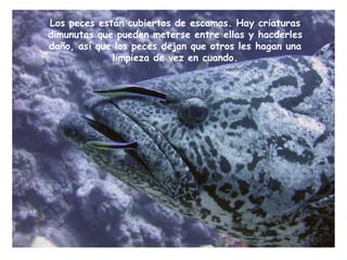 Los peces están cubiertos de escamas. Hay criaturas
dimunutas que pueden meterse entre ellas y hacderles
daño, así que los peces dejan que otros les hagan una
limpieza de vez en cuando.
 