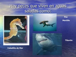 Hay peces que viven en aguas saladas como: Caballito de Mar Tiburón Pez  Martillo 