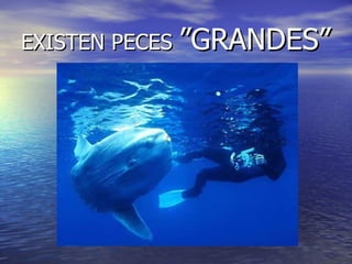 EXISTEN PECES  ”GRANDES” 