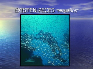 EXISTEN PECES  ”PEQUEÑOS” 