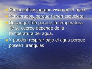 Son acuáticos porque viven en el agua Vertebrados, porque tienen esqueleto De sangre fría porque la temperatura de su cuerpo depende de la temperatura del agua. Y pueden respirar bajo el agua porque poseen branquias 