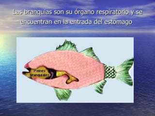 Las branquias son su órgano respiratorio y se encuentran en la entrada del estomago   