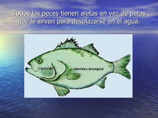 Todos los peces tienen aletas en vez de patas que le sirven para desplazarse en el agua. 