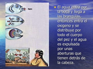 El agua entra por la boca y llega a las branquias, entonces entra el oxigeno y se distribuye por todo el cuerpo del pez y el agua es expulsada  por unas aberturas que tienen detrás de la cabeza. 