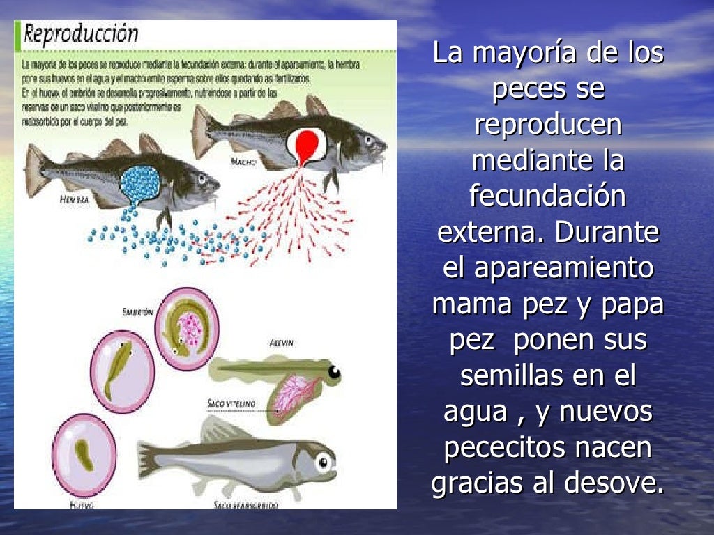 Los Peces DisertacióN Gustavo