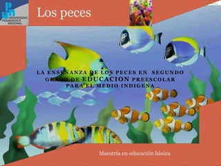 La ENSEÑANZA DE LOS PECES EN  SEGUNDO GRADO DE EDUCACION PREESCOLAR PARA EL MEDIO INDIGENA Lospeces Maestría en educación básica 